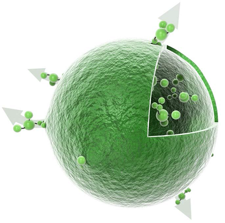 Mucegaiul negru - Stachybotris chartarum